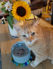 cat drinking from crystal pet bowl