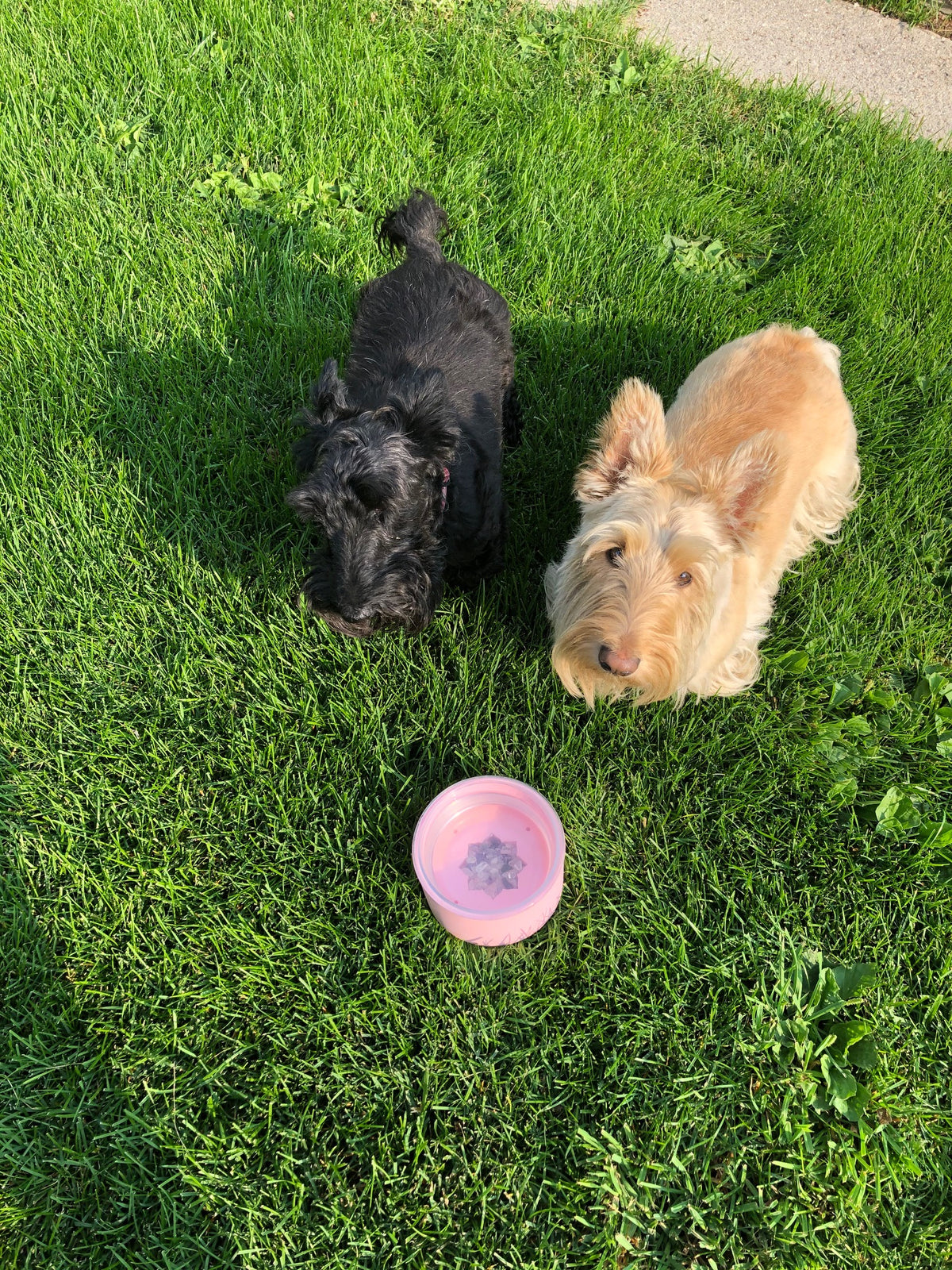 two dogs with crystal water pet bowl