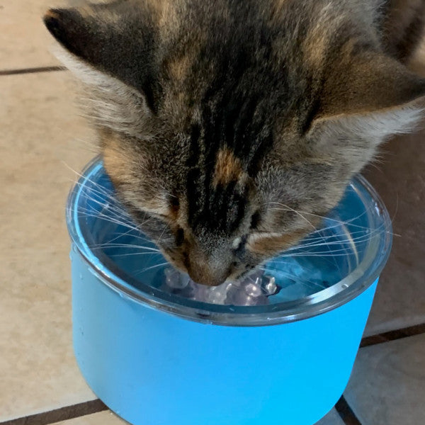 cat drinking from a blue pet water bowl