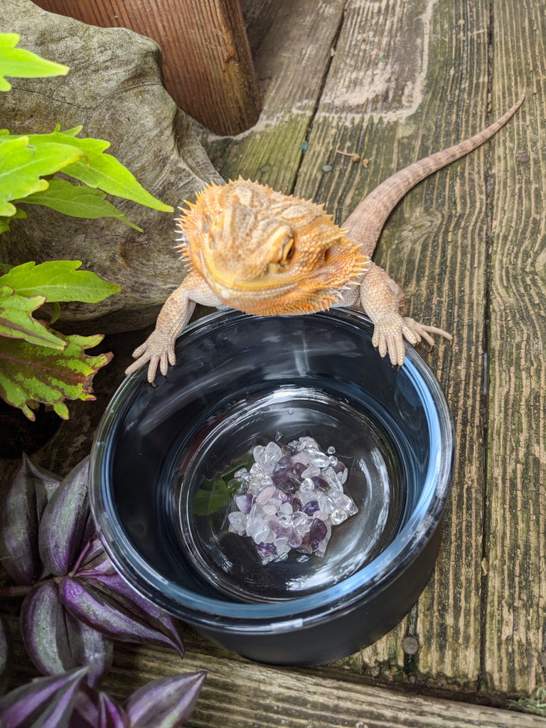 lizard drinking from crystal elixir bowl