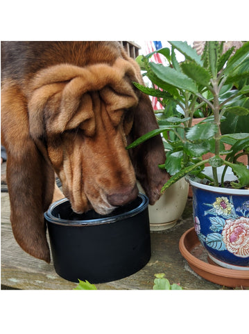 dog drinking from crystal pet water bowl