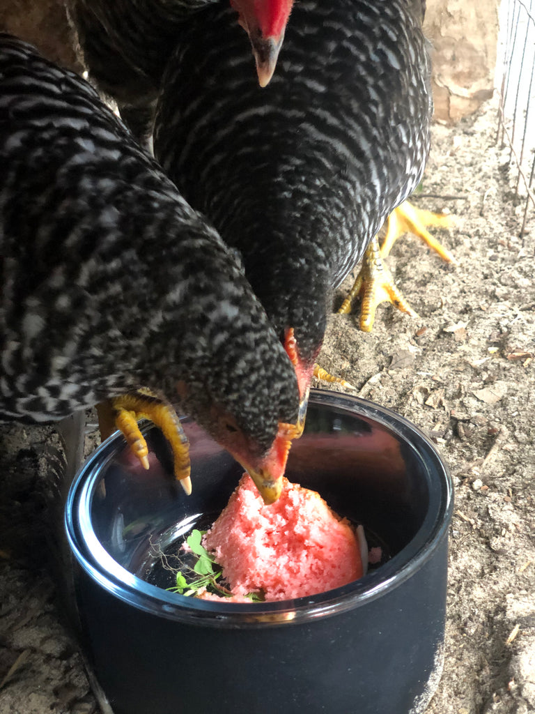 chicken eating from crystal pet bowl