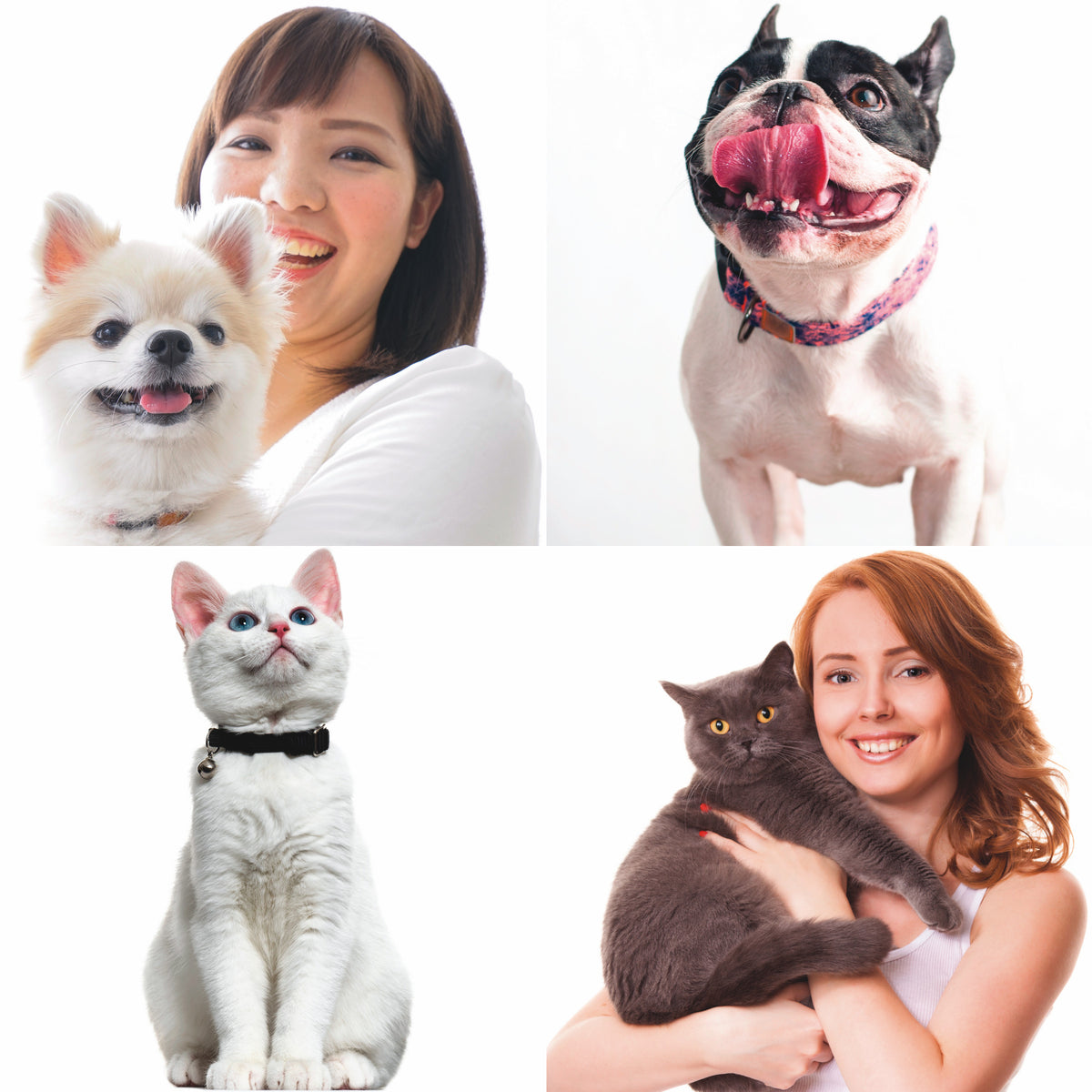 happy dogs and cats